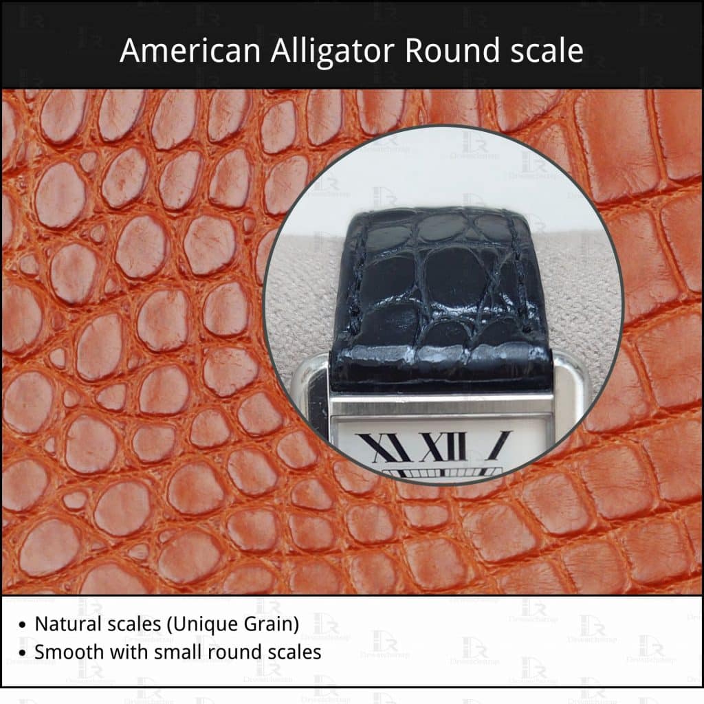 Different types of alligators: American Alligator round scale grain watch band material skin