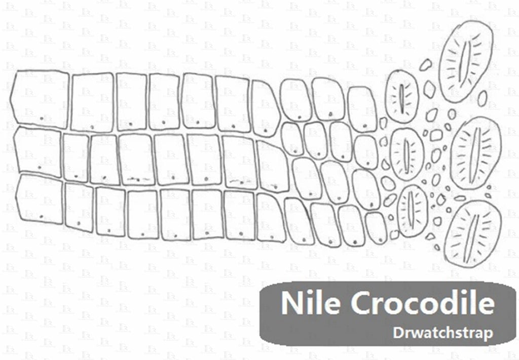 Alligator-leather-vs-crocodile-difference