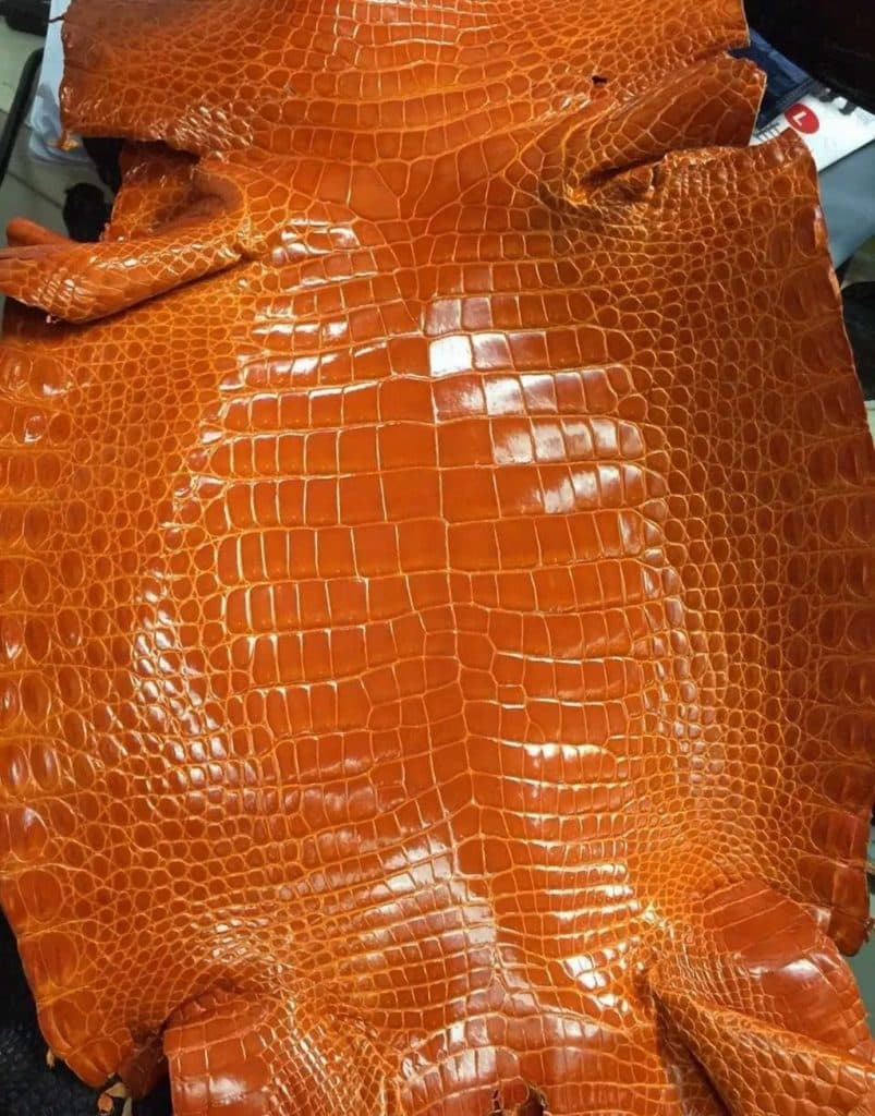 New Guinea Crocodile