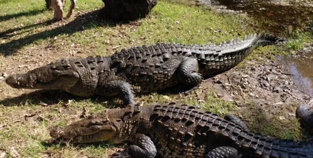 New Guinea Crocodile