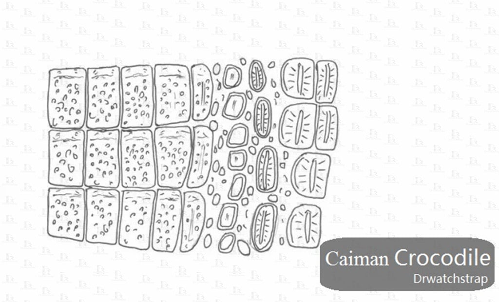 Alligator-leather-vs-crocodile-difference