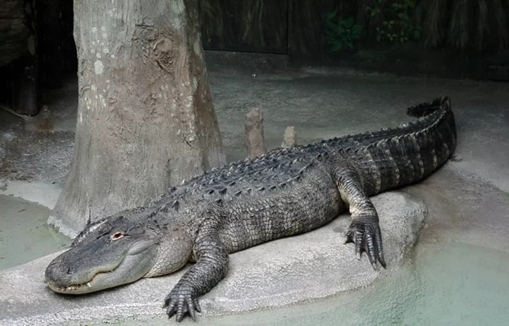 American Alligator